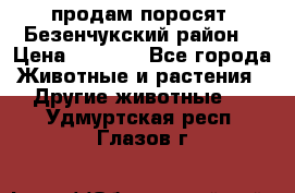 продам поросят .Безенчукский район  › Цена ­ 2 500 - Все города Животные и растения » Другие животные   . Удмуртская респ.,Глазов г.